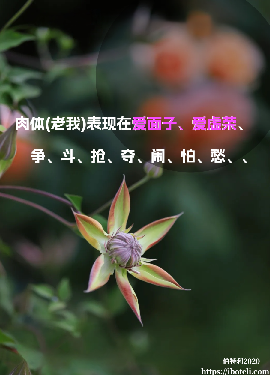领会天父的心意（11）治死老我