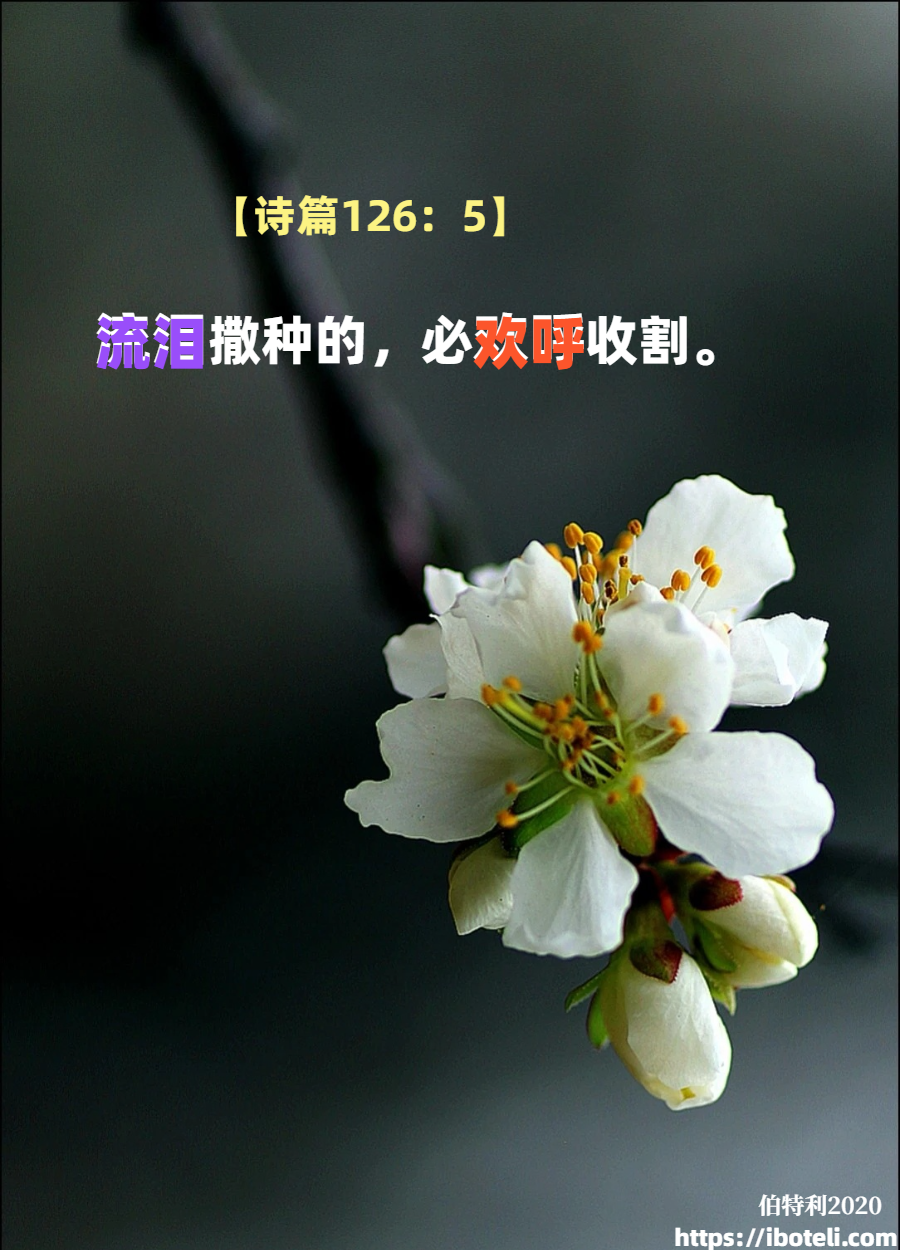 领会天父的心意（121）流泪撒种，欢呼收割