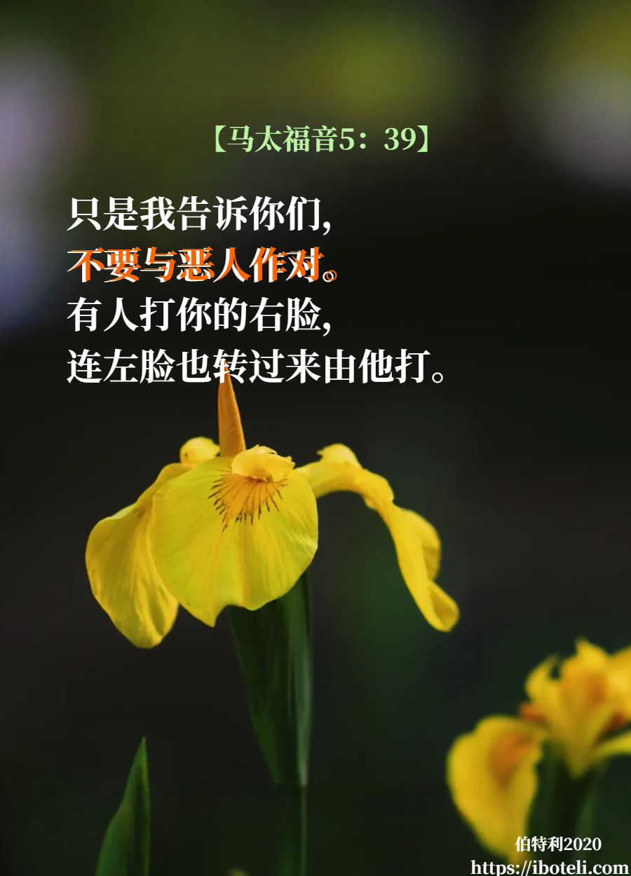 领会天父的心意（177） 以善胜恶