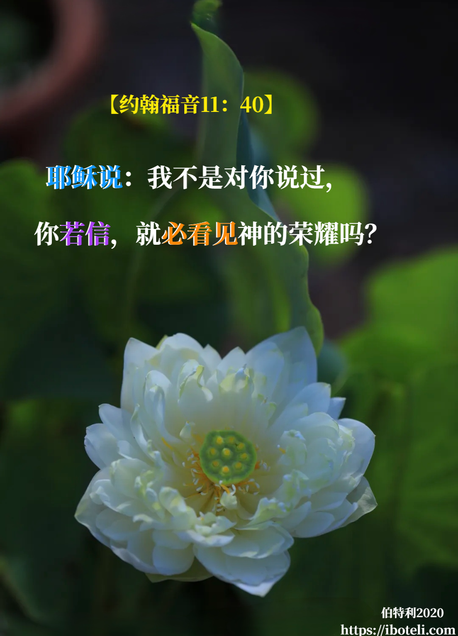 领会天父的心意（209） 你若信，看见神的荣耀