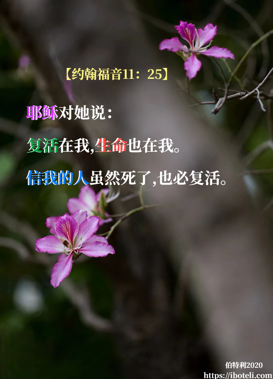 领会天父的心意（239） 主是复活，主是生命
