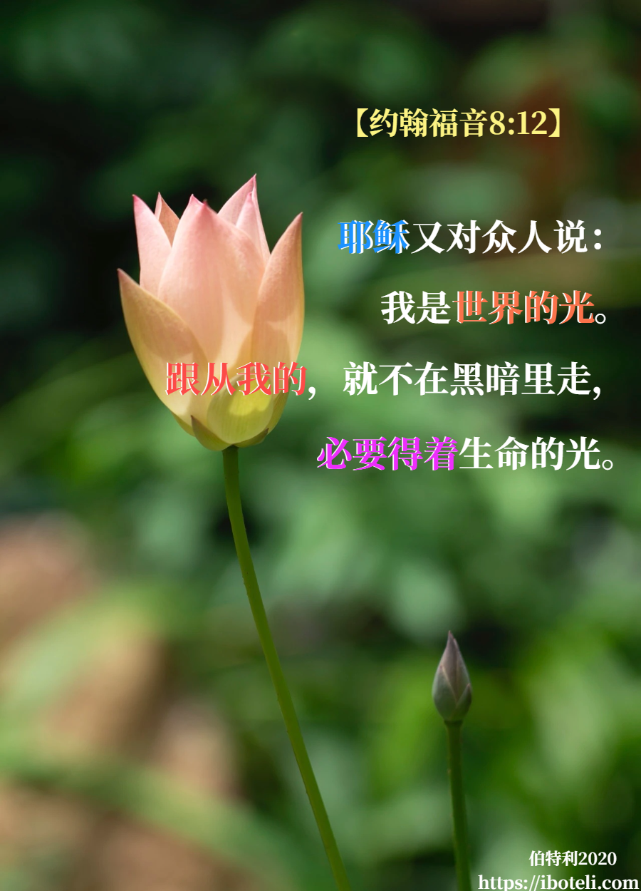 领会天父的心意（261） 得着生命的光