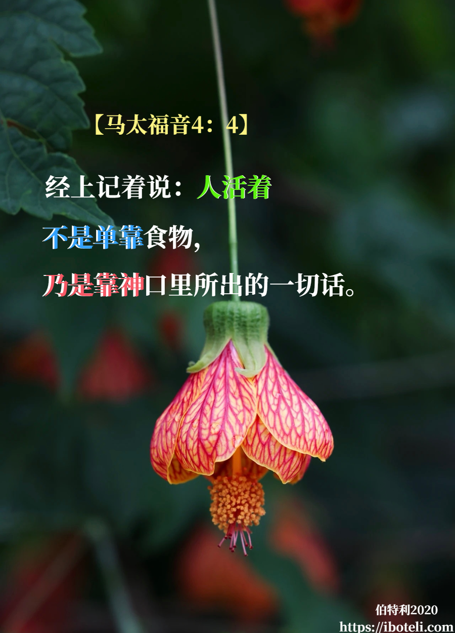 领会天父的心意（264） 知足者最富，喜乐者最美