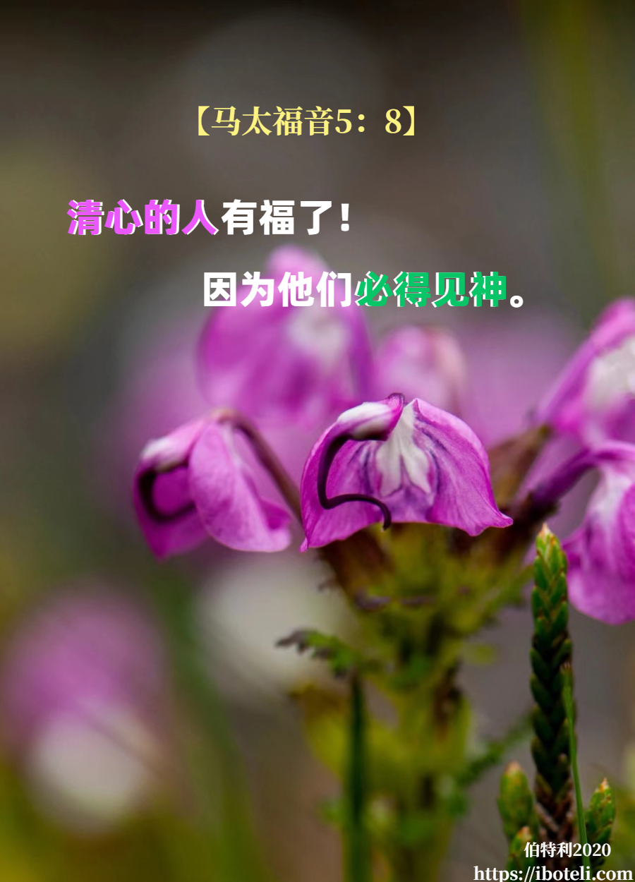 领会天父的心意（310） 清心的人有福