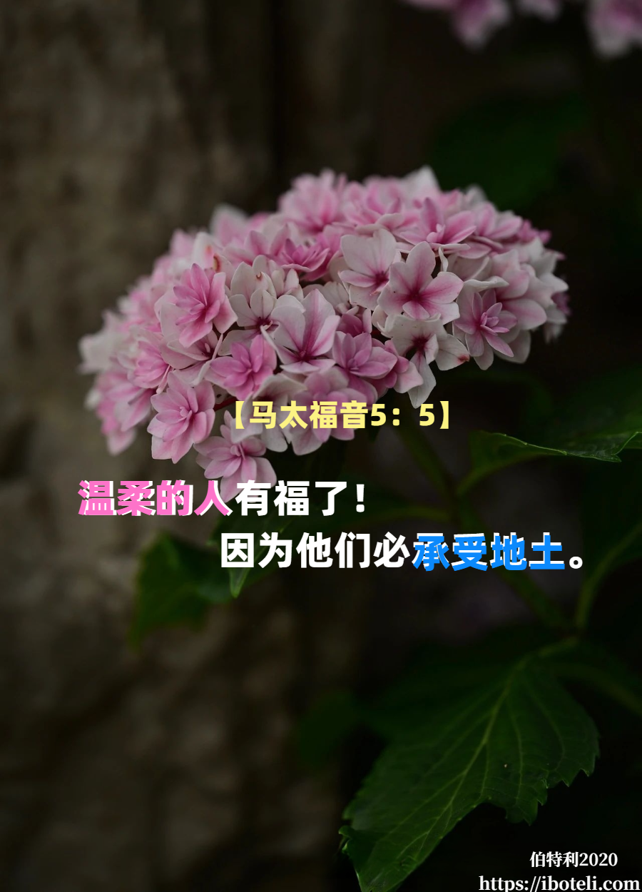 领会天父的心意（381） 温柔，而非易怒
