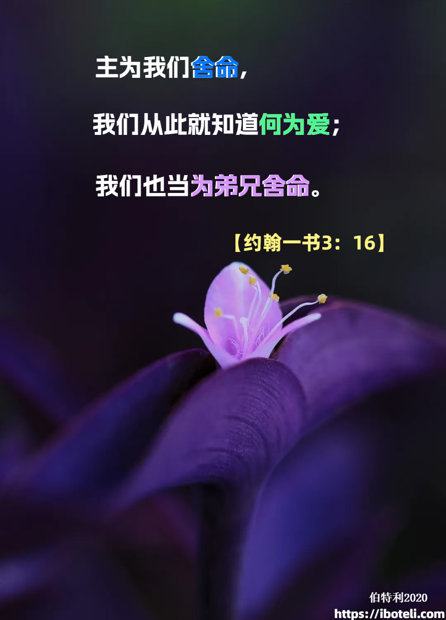 领会天父的心意（444）宝贵的主内友谊 ∽致年轻人（四十一）