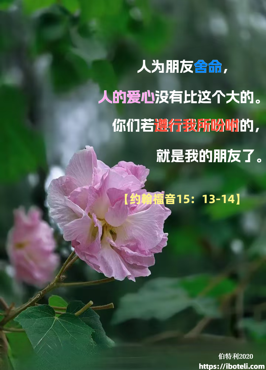 领会天父的心意（445）有益的朋友 ∽致年轻人（四十二）